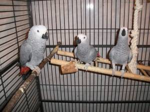 +Regalo Preciosos loros Grises Africanos. .;;;;,ll