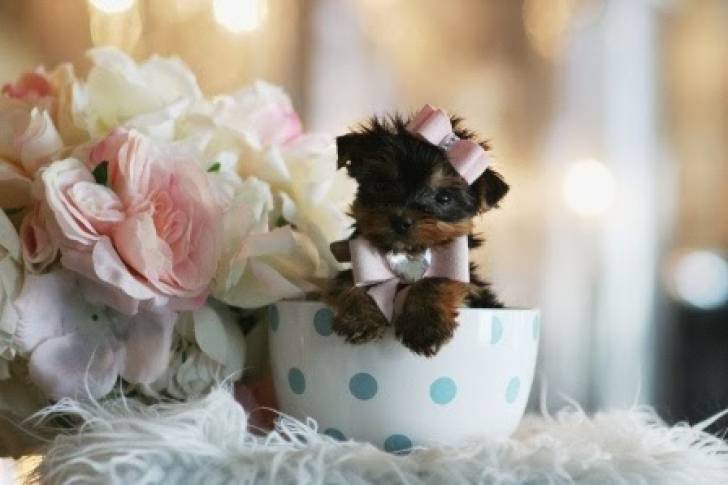 +Regalo Cachorros Yorkshire Terrier .;;.;;