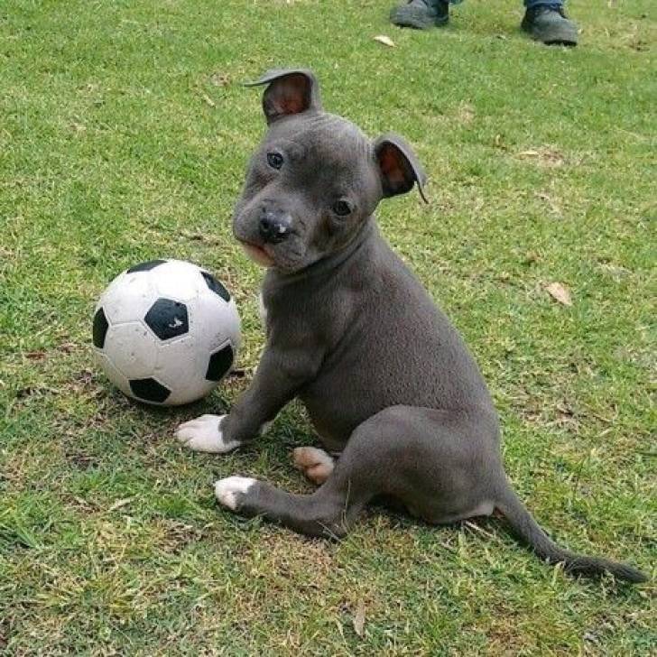 PITBULL e//CACHORROS DISPONABLES PARA REGALO,./