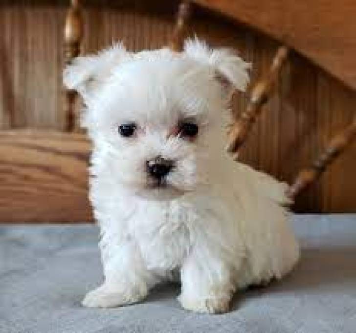 wq Chachorros Bichon maltesa disponables para regalo