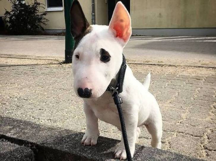 BULL TERRIER n  ESPLÉNDIDA CALIDAD PARA REGALO