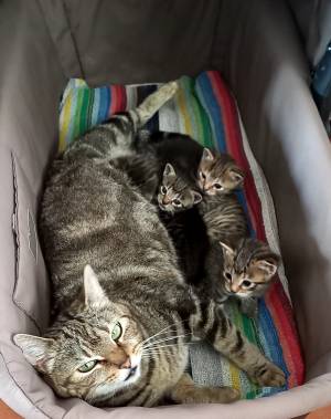 Gatitosen adopción 2 meses