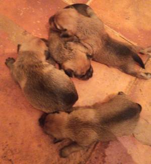 Cachorros Norfolk cruce con pinche