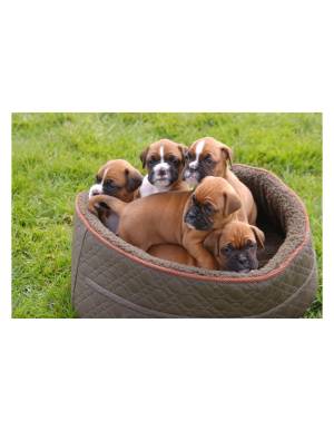  Regalo  cachorros boxer,todos 