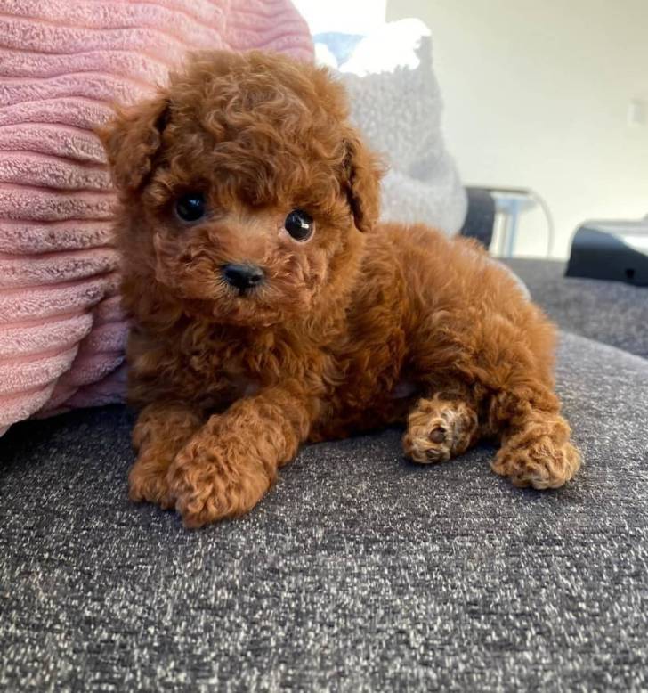 CACHORRO TOY CANICHES PARA ADOPCIÓNDDDD