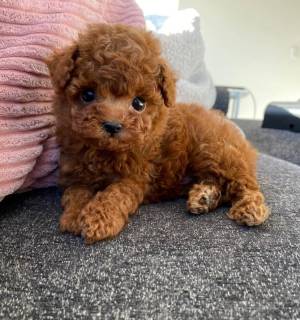 CACHORRO TOY CANICHES PARA ADOPCIÓNZXZX
