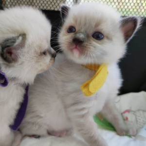 Gatitos ragdoll listos para un nuevo hogar/