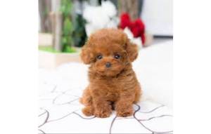 Toy CACHORRO caniche toy asequible...D