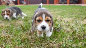 Regalo cachorros beagle.Q