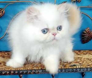 Adorables gatitos persas disponibles ////700