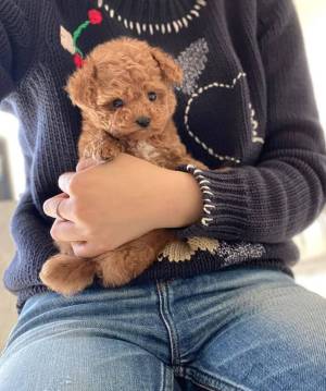 CANICHE TOY 65 DÍAS PARA REGALO..U