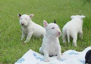 Regalo cachorros bull terrierlllllll