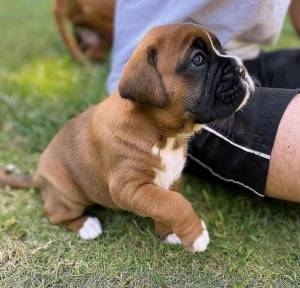 BOXER PARA ADOPCIÓN cachorros ..///