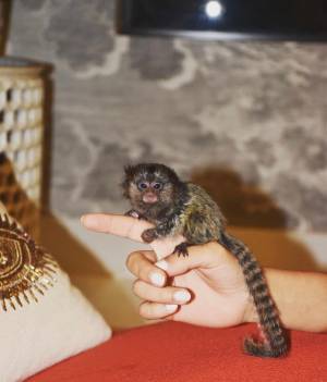 Mono capuchino macho y hembas whatsapp +34631405273