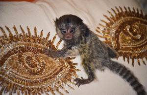 qqqq Monos titíes  whatsapp +34631405273