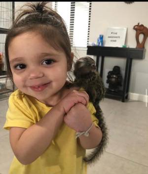 Monos titíes ....whatsapp +34631405273