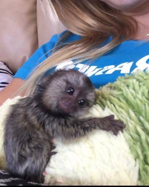 .;;Monos titíes lindos whatsapp +34631405273