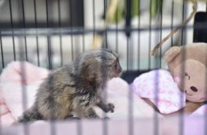 Monos titíes lindos ,.;w whatsapp +34631405273