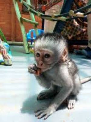 Mono capuchino whatsapp +34631405273 ,,;,[[l[[