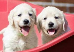 Cachorros Golden Retriever disponibles ahora----