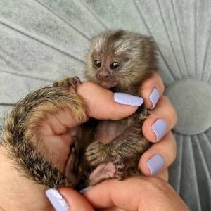 Bebés monos tití para adopción.....///
