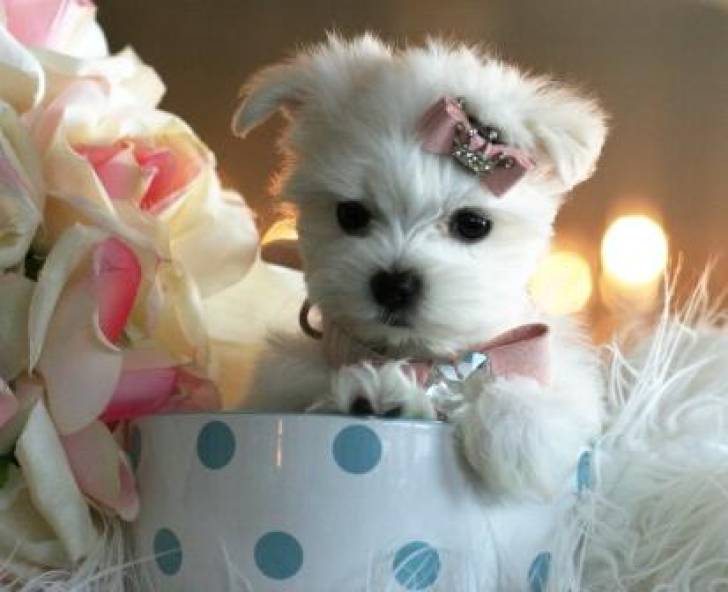 .+Regalo Cachorros Bichon  Maltés  .;lll.,