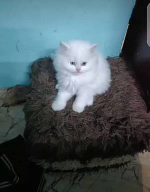 Gatitos persas exóticos americanos  .................