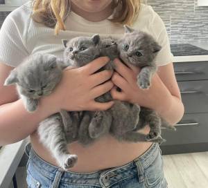 Regalo adorable gatito británico.q