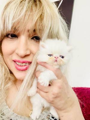 Gatitos persas exóticos a