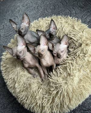 A GATITOS DE SPHYNX 