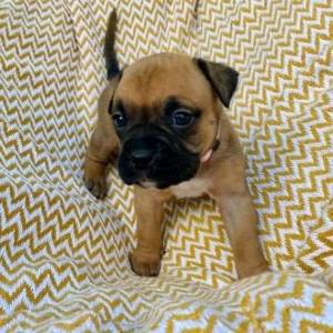 galo adorable cachorros boxeMMM