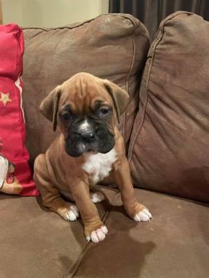 orable cachorros boxer,todos los