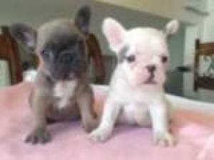 ldog frances cachorros para adoptcion