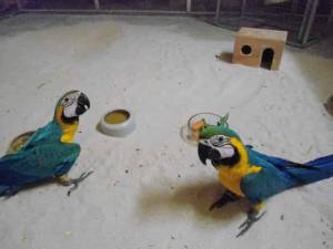 Preciosos loro Guacamayo Azul y Dorado .;