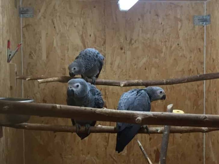 Preciosos loros Grises Africanos. /´;/.