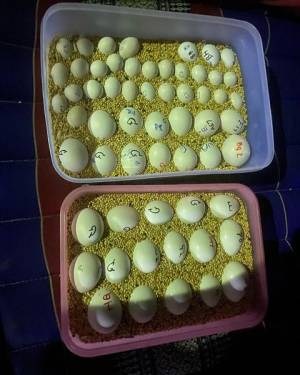 Están disponibles huevos frescos de loros