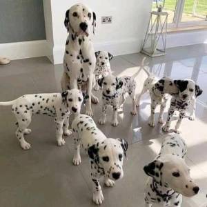 Charmin camada  de 5 cachorros dálmatas disponible