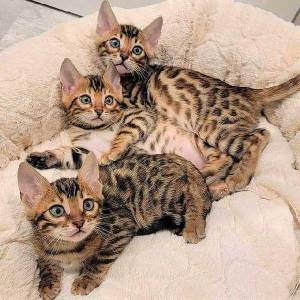 Tenemos preciosos gatitos bengalí.