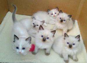 Regalos Fantasticos Gatitos Ragdoll35