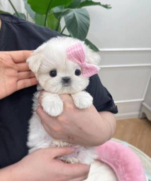 Mini toy cachorros de bichon   maltes)