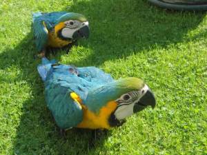 .+Regalo loro Guacamayo Azul y Dorado. +-/´;[