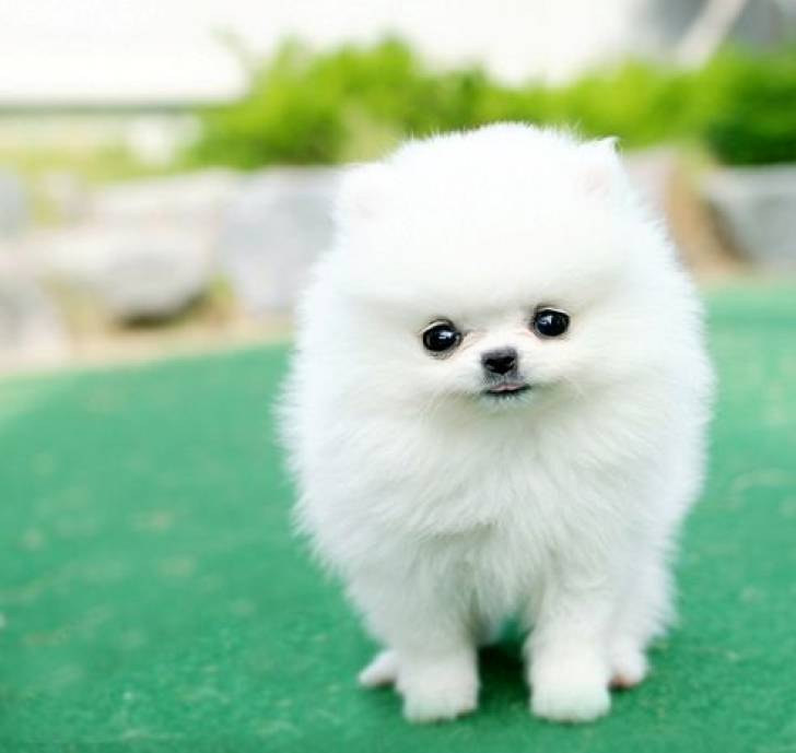 .+Regalo Cachorros Pomerania  +-/´´´