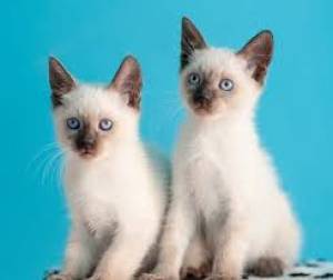 Regalo Gatitos Siamése tradicional12