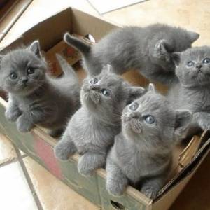 Regalo Gatitos Britico Pelo Corto