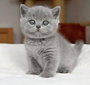 Regalo Gatitos Britico Pelo Corto11fv