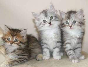 Lindas Siberianos para adopción17