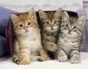 Lindas Siberianos para adopción39