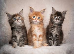 Preciosos gatitos MaineCoon disponibles10