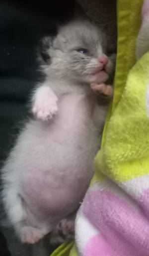 Regalo gatitos 2 meses