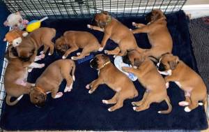 CHORROS Boxer cachorros...